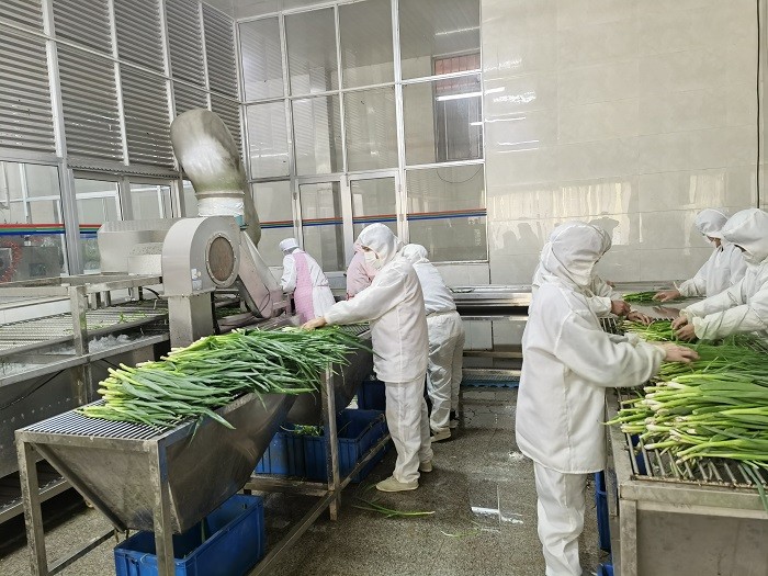 濟(jì)南脫水蔥