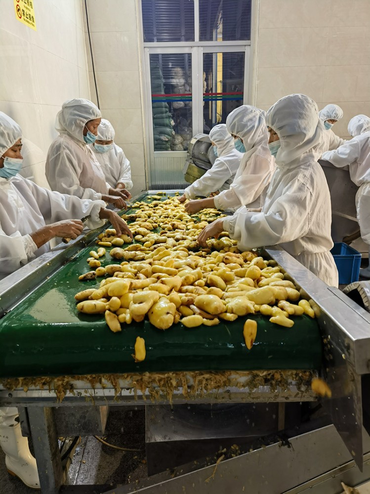 脫水姜片系列供應(yīng)