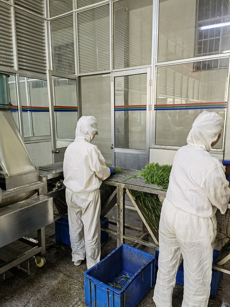 莒南脫水韭菜系列供應(yīng)