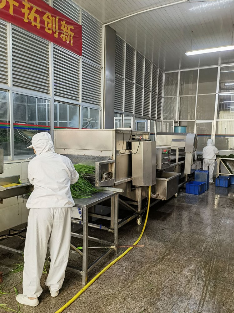 莒南脫水韭菜系列1