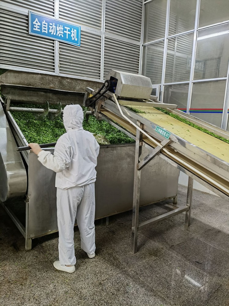 莒南脫水韭菜系列5