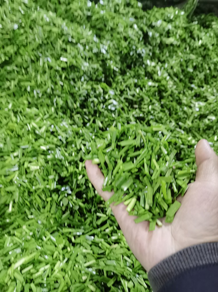 莒南脫水韭菜系列6